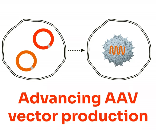 AAV Production