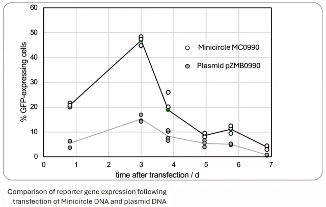 Comparison of reporter gene expression following transfection of Minicircle DNA and plasmid DNA